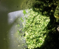 Parsley Pesto