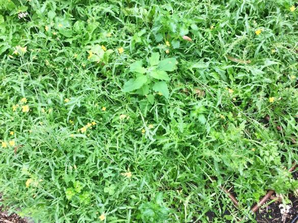 Parsley, Rocket & Pistachio Pesto