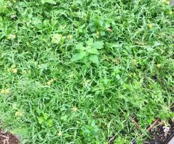 Parsley, Rocket & Pistachio Pesto